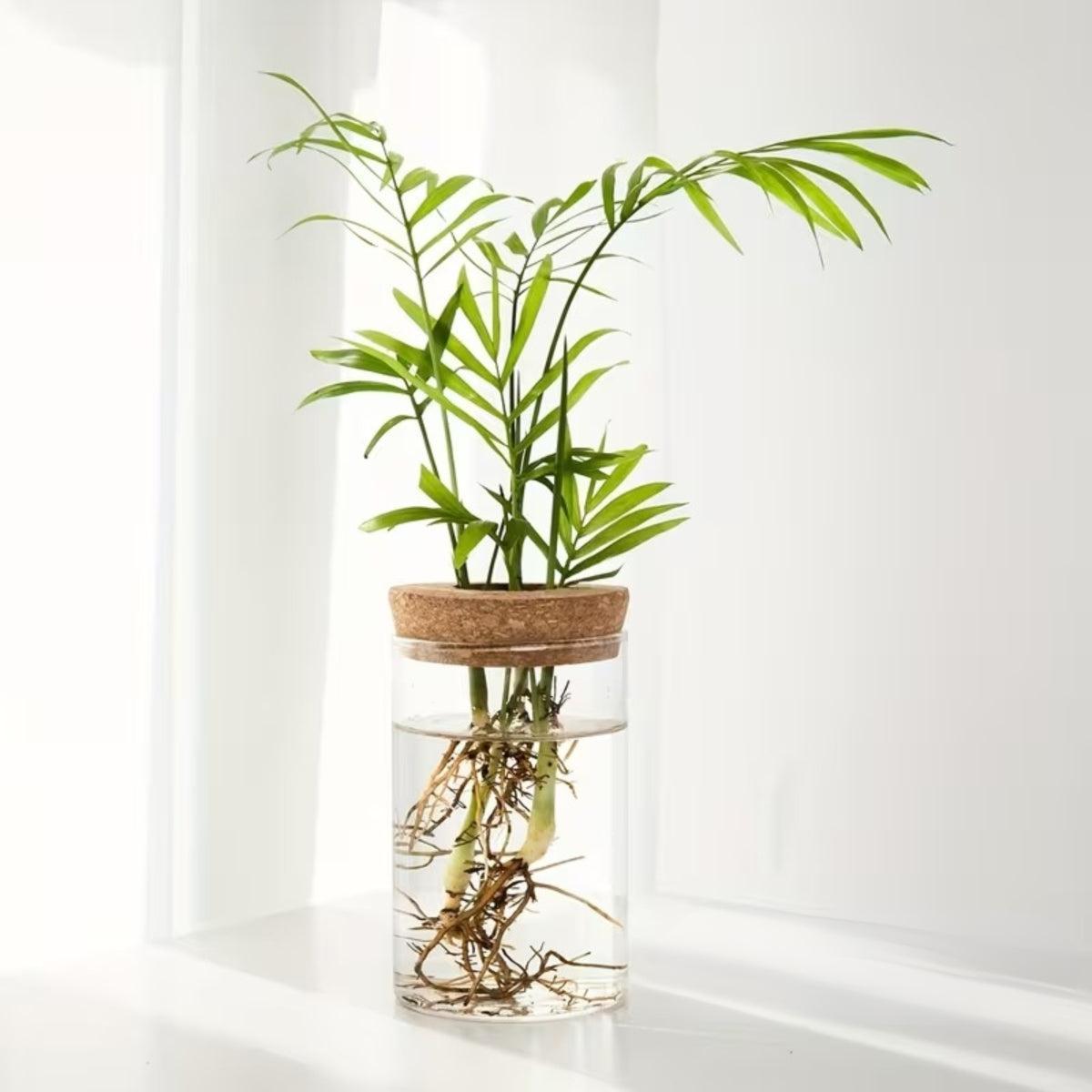 Hydroponic Propagation Flower Pot For Houseplant