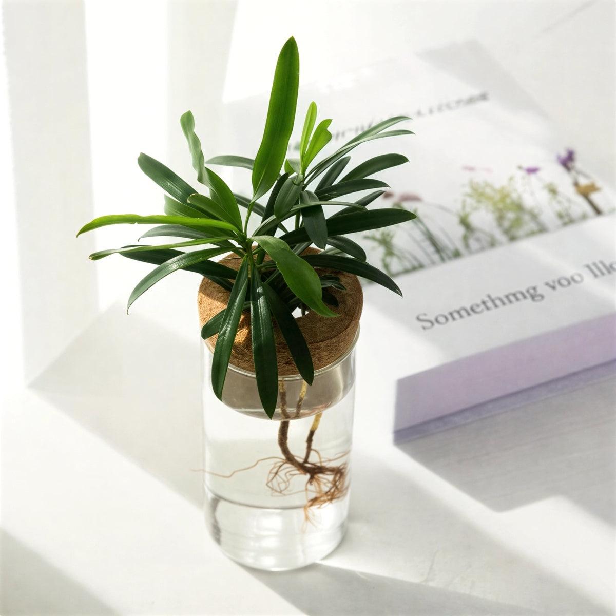 Hydroponic Propagation Flower Pot For Houseplant