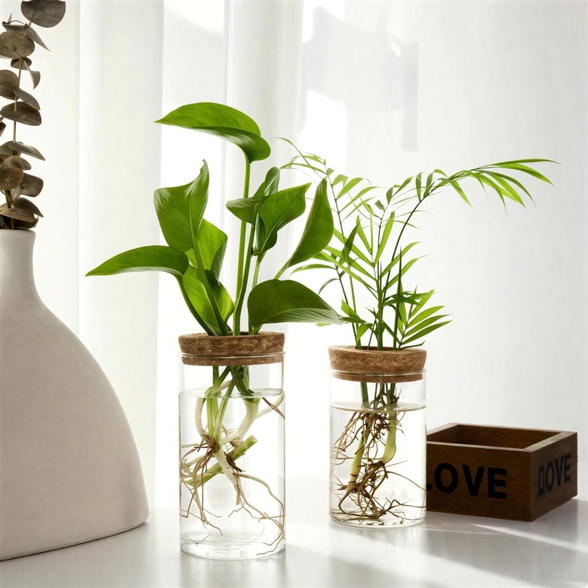 Hydroponic Propagation Flower Pot For Houseplant