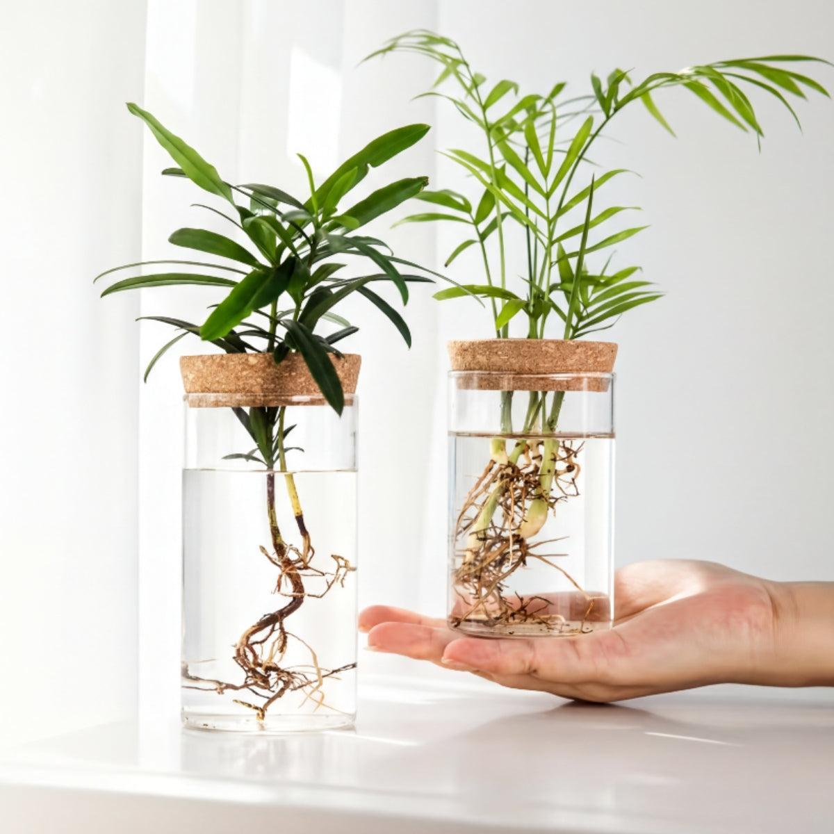 Hydroponic Propagation Flower Pot For Houseplant